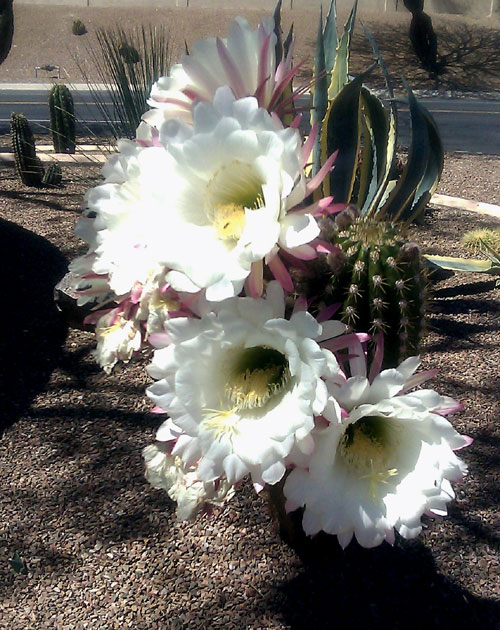 cactusflower.jpg